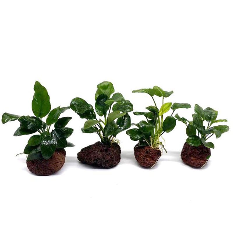 Décoration d'aquarium volcaniq - Live Plant Aquarium avis et prix