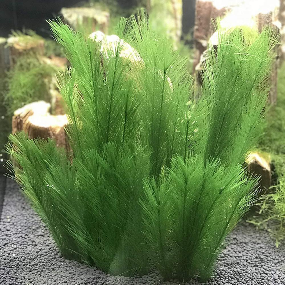1/3 pièces 28/40cm Aquarium Aq - Live Plant Aquarium avis et prix