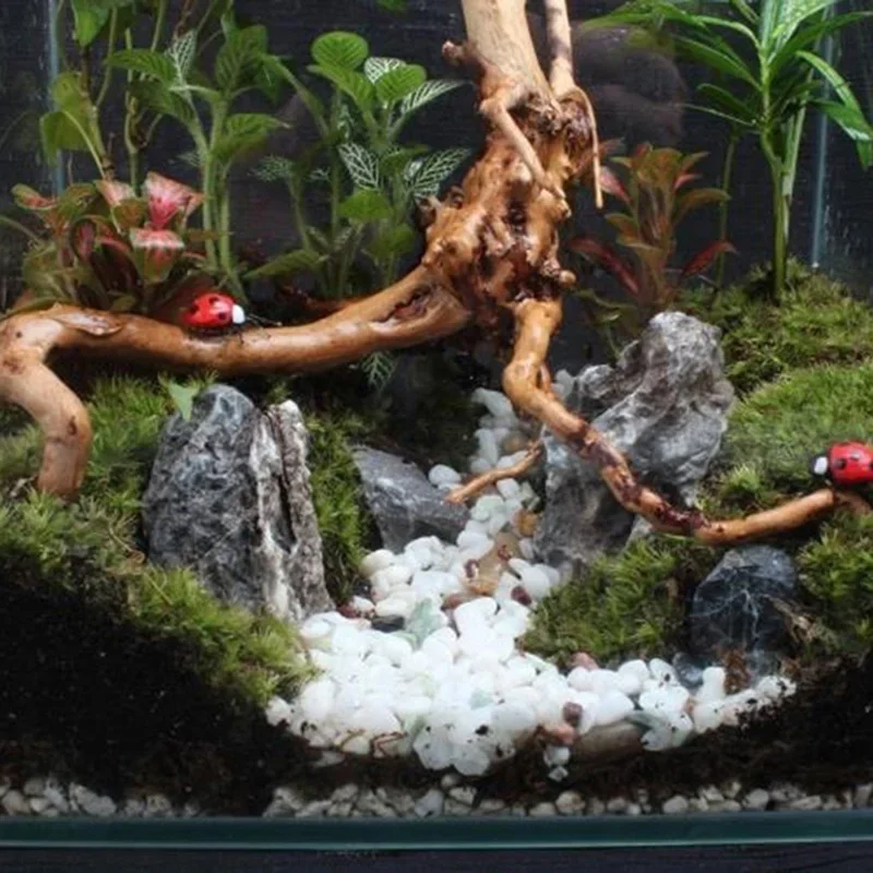 Tronc d'Arbre Naturel en Bois  - Live Plant Aquarium avis et prix