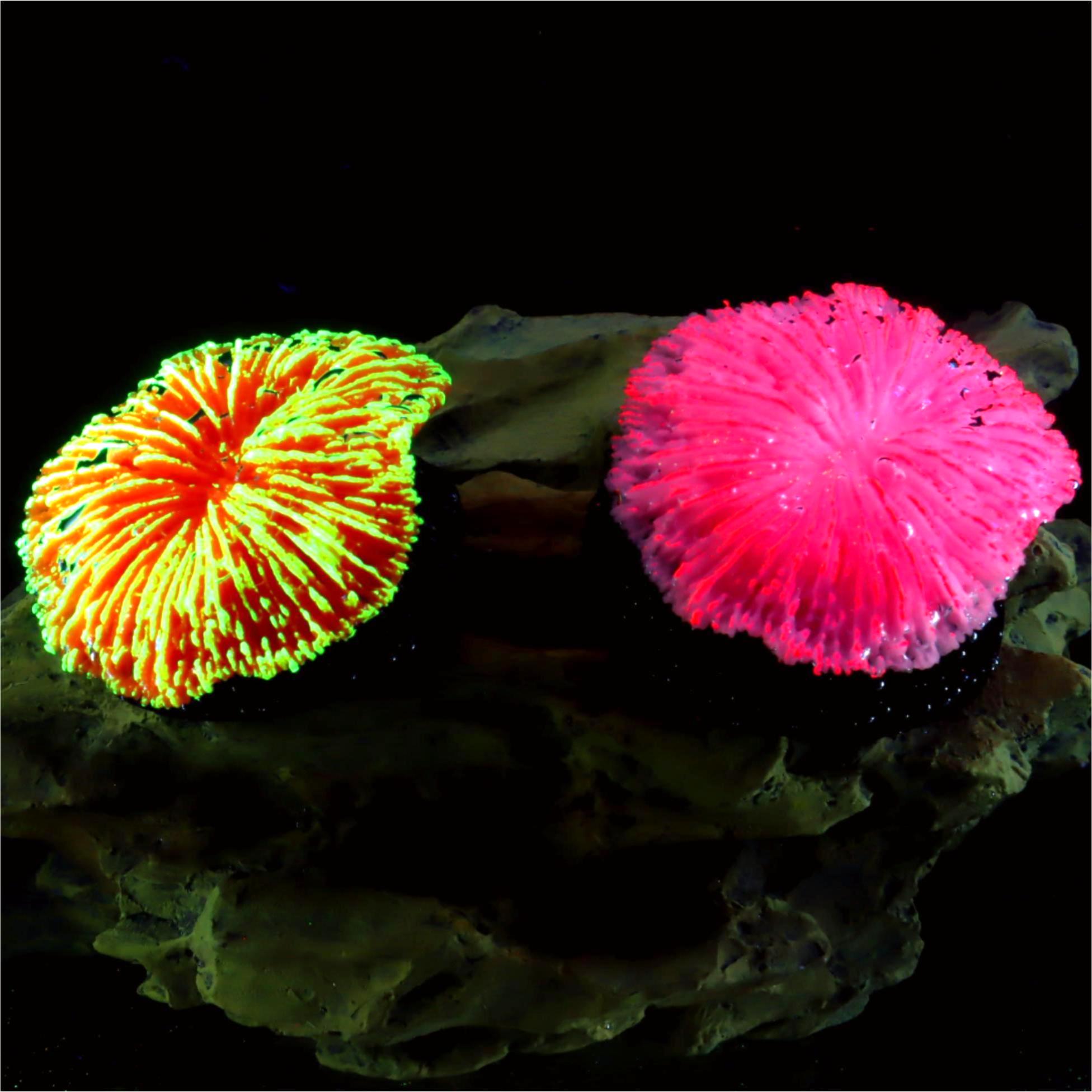 1 pièce de décoration d'aquari - Live Plant Aquarium avis et prix