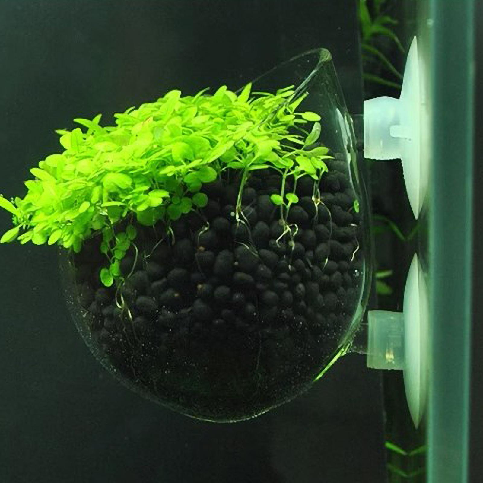 Support pour plantes d'aquariu - Live Plant Aquarium avis et prix