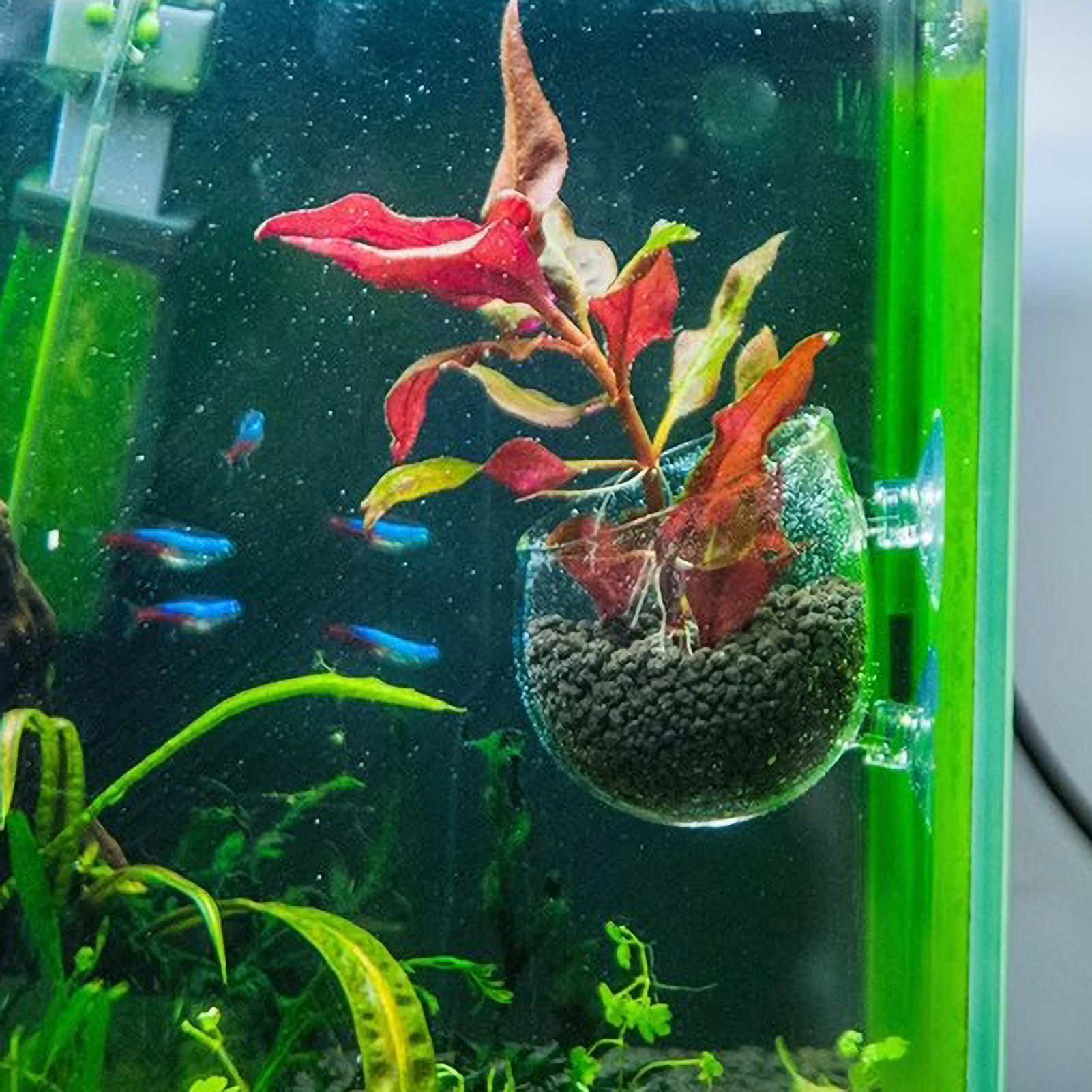Support pour plantes d'aquariu - Live Plant Aquarium avis et prix