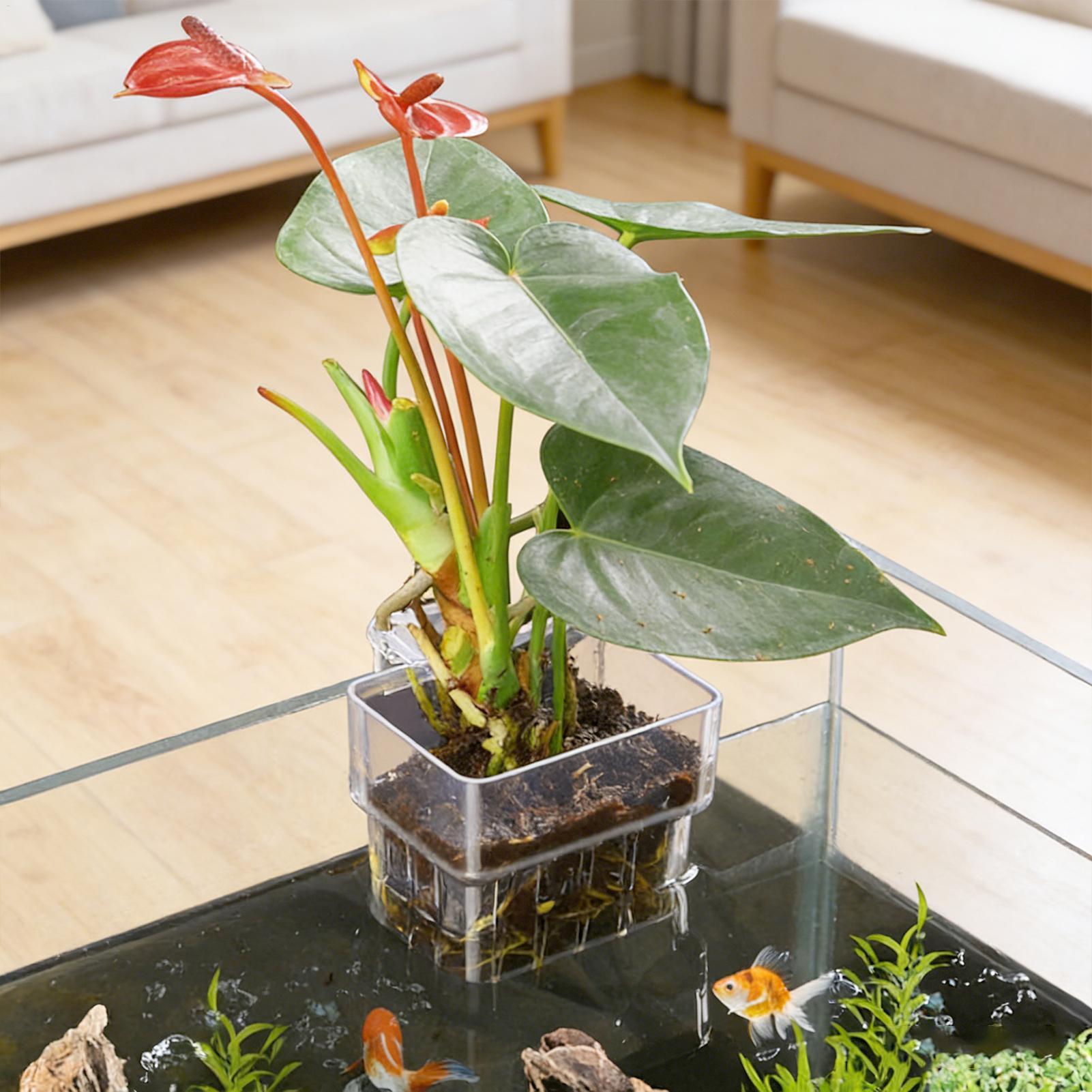 Panier fixe pour aquarium, pan - Aquarium Plants Live avis et prix