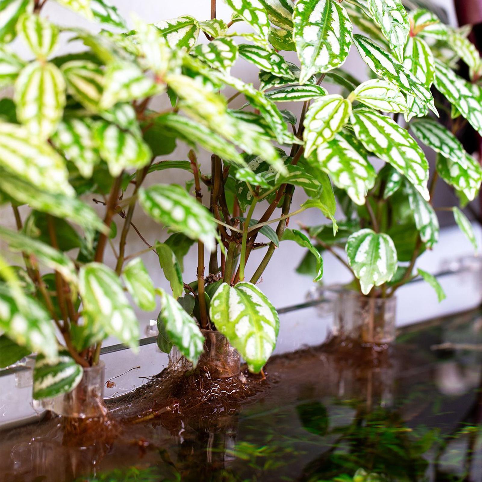 6 supports de plantes pour aqu - Aquarium Plants Live avis et prix
