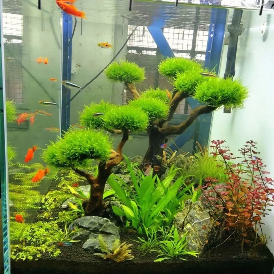 Décoration en bois flotté pour - Aquarium Driftwood avis et prix