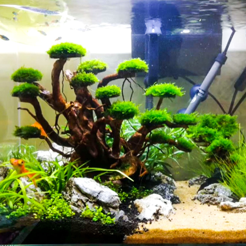 Décoration aquascaping : Ornem - Aquarium Driftwood avis et prix