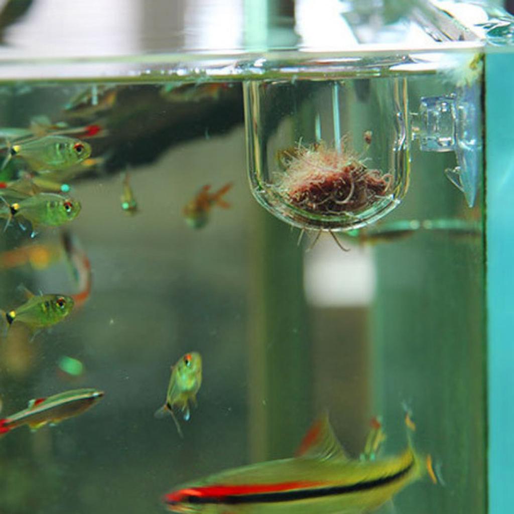 Panier d'alimentation pour poi - Live Plant Aquarium avis et prix